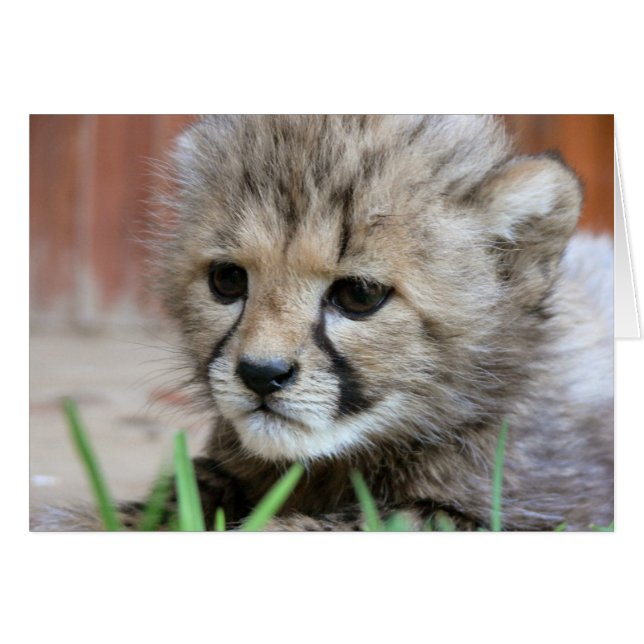 Greeting Card - Cute Baby Cheetah (Front Horizontal)