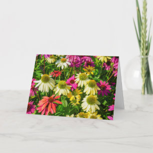 Greeting Card - Echinacea in Portsmouth