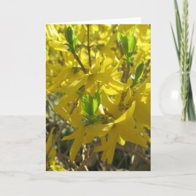 Greeting Card - Forsythia (Front)
