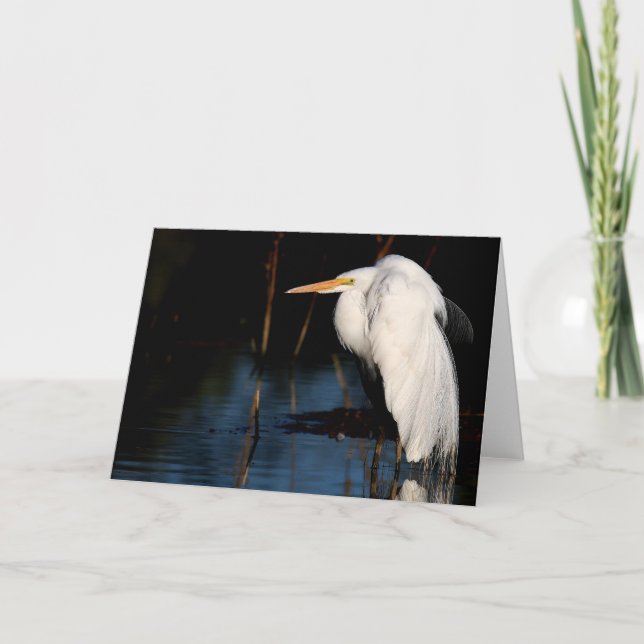 Greeting card - Great egret hunchback (Front)