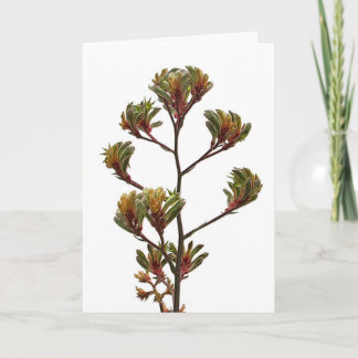 Greeting Card - Kangaroo Paw