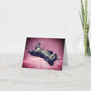 Greeting Card Maine Coon Cat Kitten