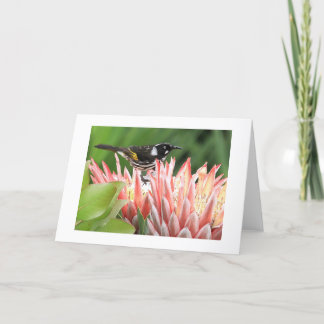 Greeting Card - New Holland Honeyeater on Protea