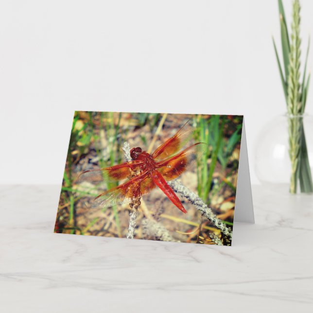 Greeting Card Orange Dragonfly (Front)