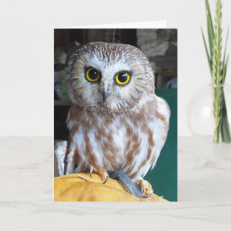 Greeting Card Owl