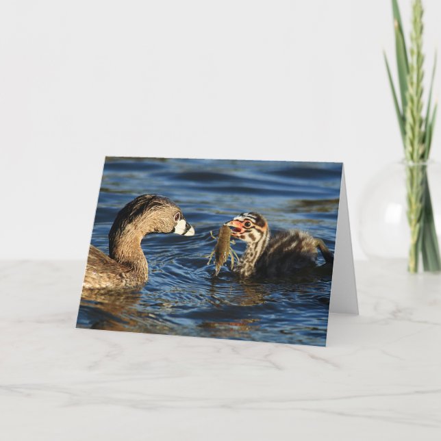 Greeting Card - Pied-billed grebes with crayfish (Front)