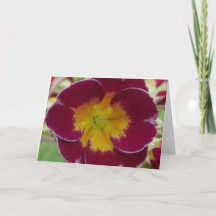 greeting card red primula
