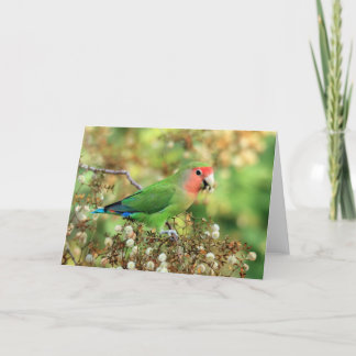 Greeting card - Rosy-faced Lovebird
