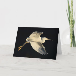 Greeting Card - Snowy egret flyby