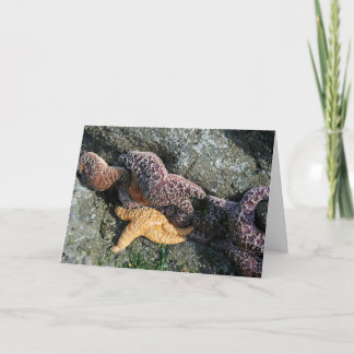 Greeting Card: Starfish Card