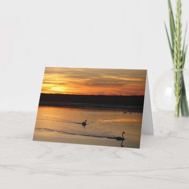 Greeting card : swans in the sunset (Front)