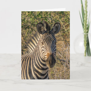 Greeting Card - The Face of a Zebra