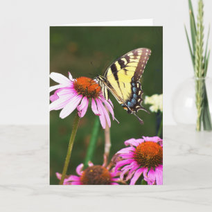 Greeting Card Tiger Swallowtail on Coneflower