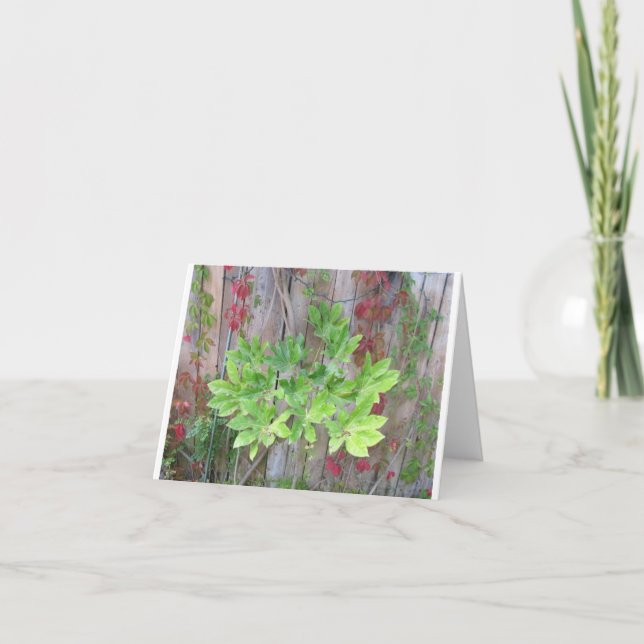 Greeting card with beautiful leaves on a fence.  (Front)