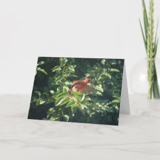 Greeting card with cardinal about to take flight
