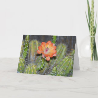 Greeting Card with Orange cactus flower