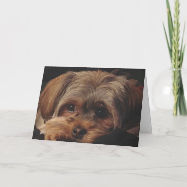 Greeting Card with Shorkie Pup on Front (Front)