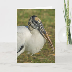 Greeting Card - Wood Stork Profile