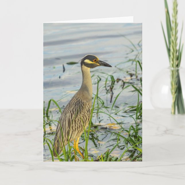 Greeting Card - Yellow Crowned Night Heron (Front)