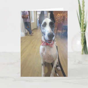 Greeting Cards by Dozer the Therapy Dog