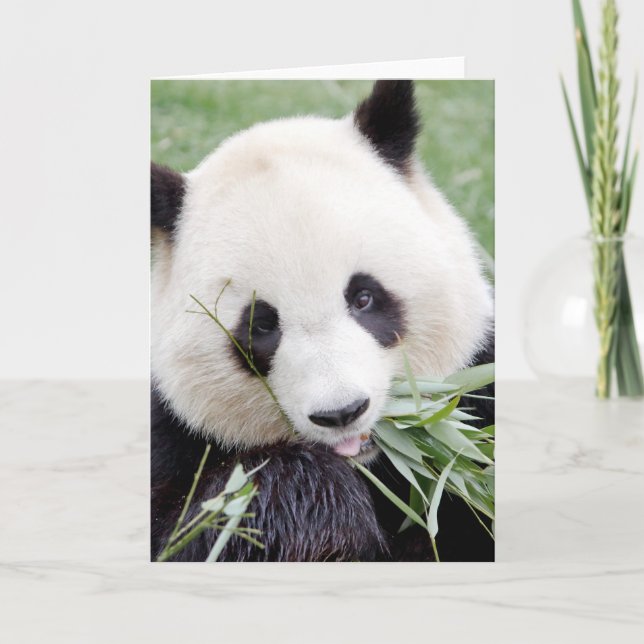 Greeting cards Photo giant panda. Panda geant. (Front)