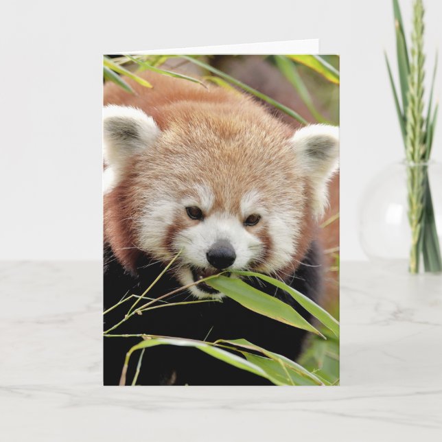 Greeting cards Photo red panda. Panda roux. (Front)
