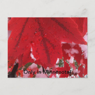 Greeting from Minnesota Postcard