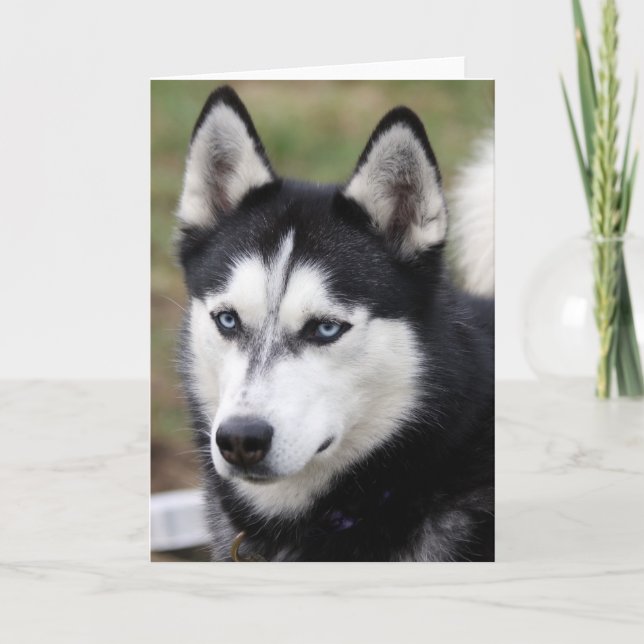 greetingcard husky card (Front)