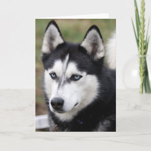 greetingcard husky card