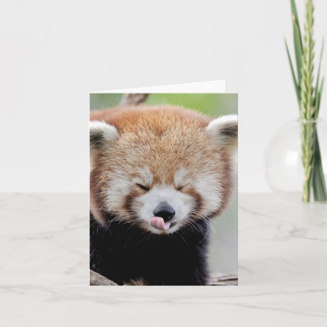 Greetings card Photo red panda , animals 0634. (Front)