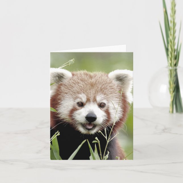 Greetings card Photo red panda , animals 0635. (Front)