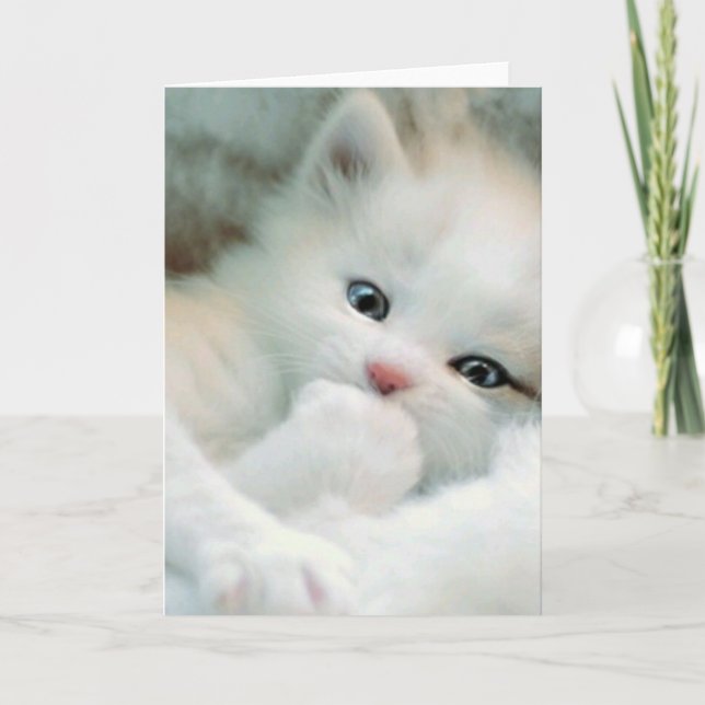 Greetings Card - White Fluffy Kitten (Front)