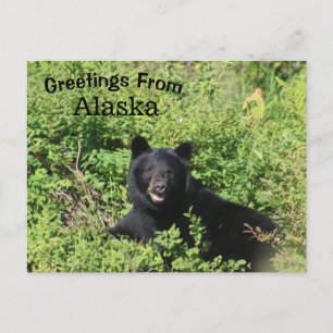 Greetings from Alaska - Black Bear in Berry Bushes Postcard