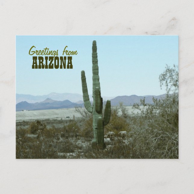 Greetings from Arizona Cactus Travel Postcard (Front)