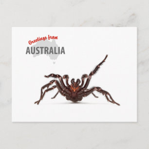Greetings From Australia - Funnel-Web Spider Postcard