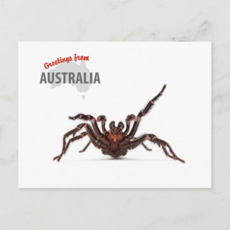 Greetings From Australia - Funnel-Web Spider Postcard