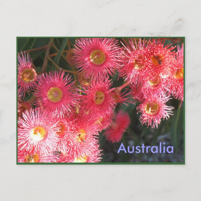 Greetings from Australia Postcard (Front)