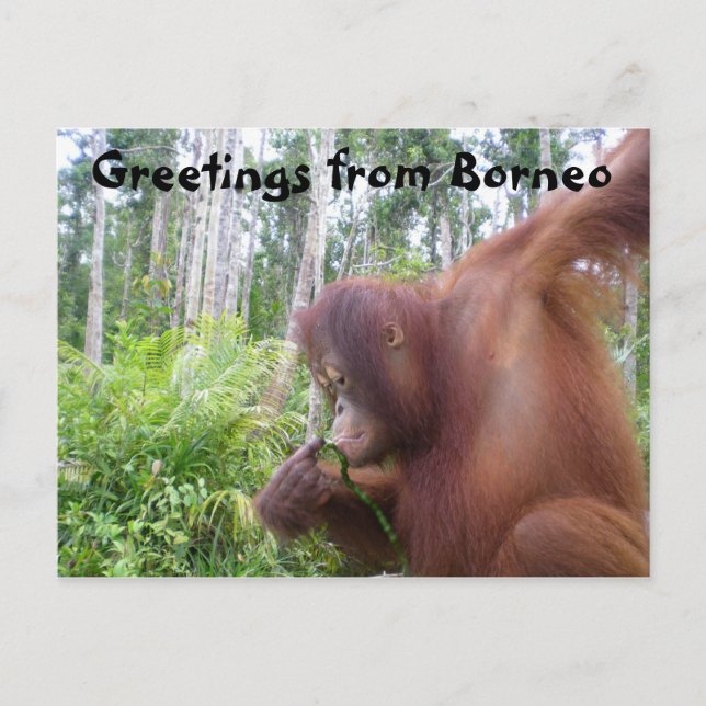 Greetings from Borneo Postcard (Front)