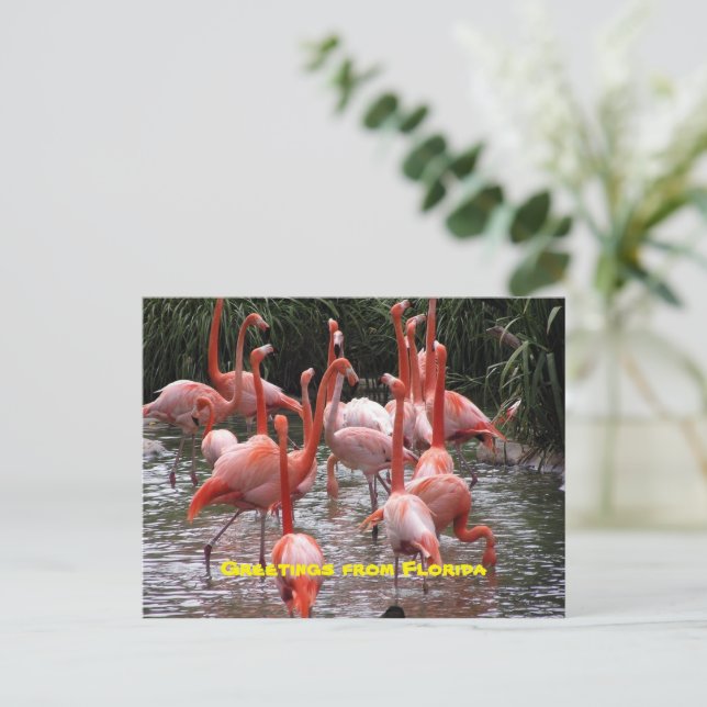 "Greetings from Florida," flamingos postcard (Standing Front)