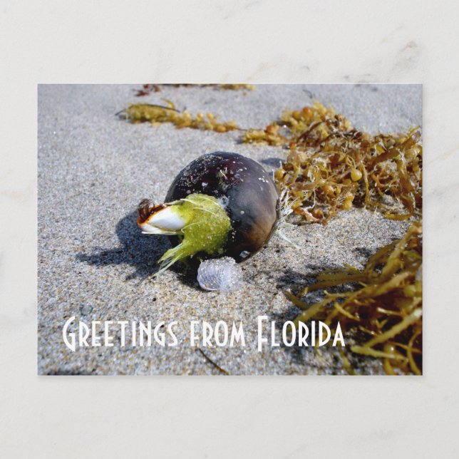 Greetings from Florida Postcard (Front)