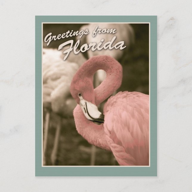 Greetings from Florida Postcard (Front)