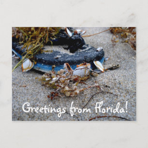 Greetings from Florida Postcard