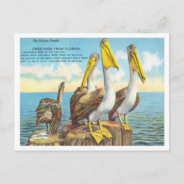 Greetings from Florida, The Pelican Family Travel Postcard (Front)