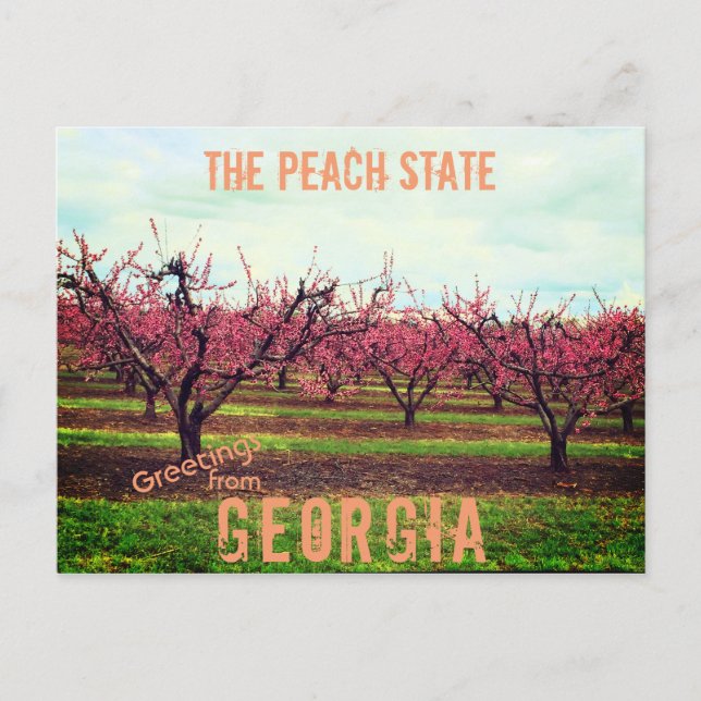 Greetings From Georgia Peach Orchard Postcard (Front)