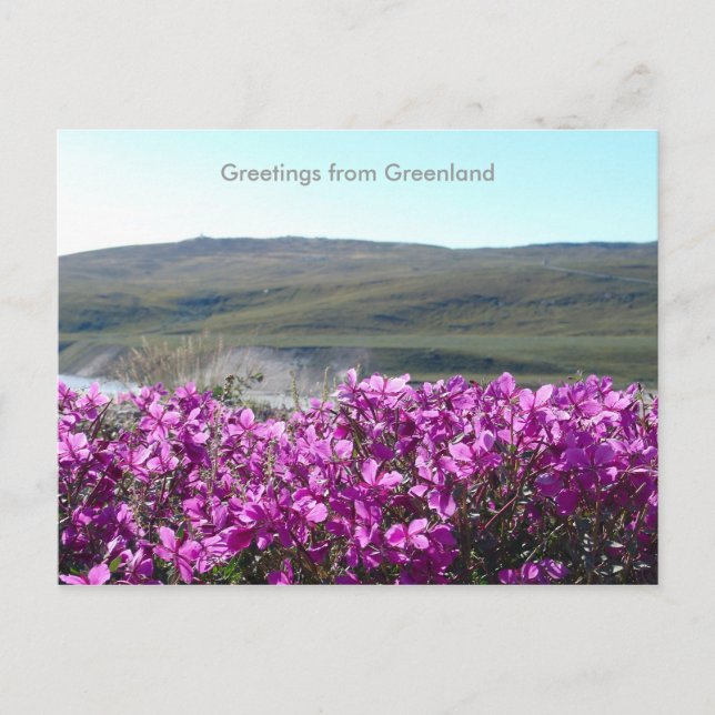 Greetings from Greenland 10 Postcard (Front)