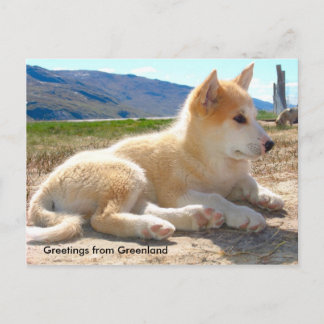 Greetings from Greenland 12 Postcard