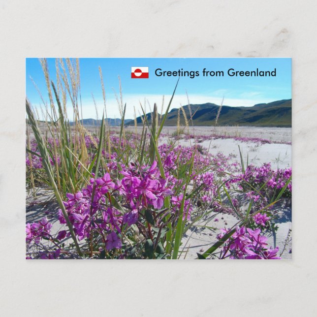 Greetings from Greenland 5 Postcard (Front)