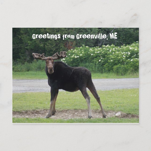 Greetings from Greenville 1 Postcard (Front)