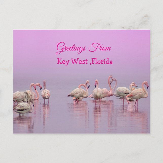 Greetings From Key West Florida, Pink Flamingo's Postcard (Front)