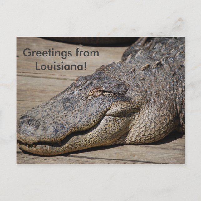 Greetings from Louisiana Postcard (Front)